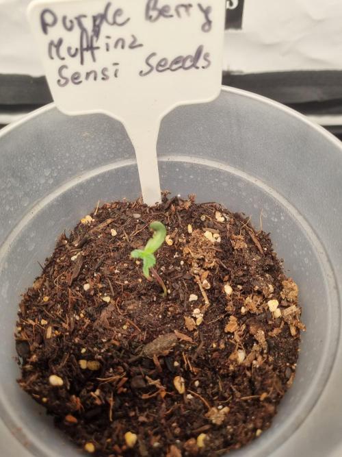 CCG SS Projects. Week 1
