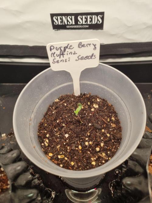 CCG SS Projects. Week 1