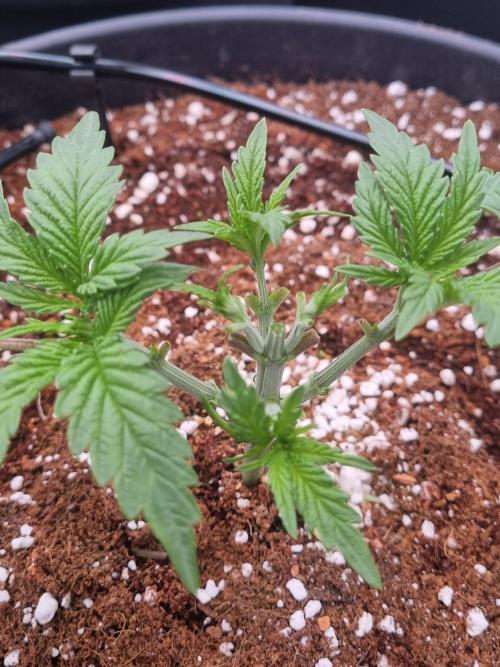CCG SS Projects. Week 3