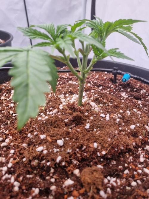 CCG SS Projects. Week 3