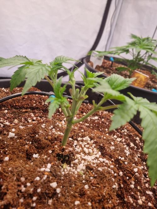 CCG SS Projects. Week 3