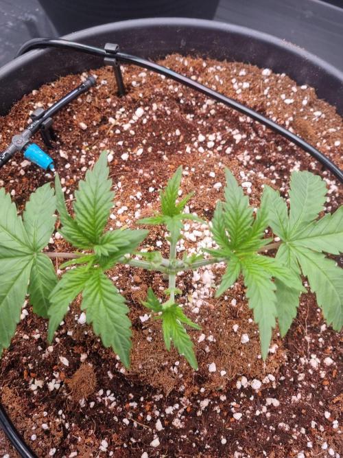 CCG SS Projects. Week 3