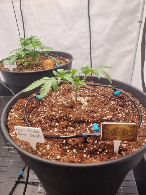 CCG SS Projects. Week 3