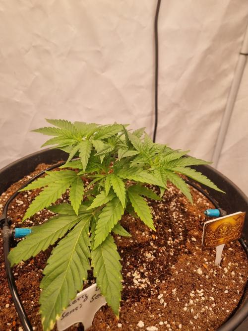 CCG SS Projects. Week 3