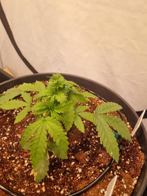 CCG SS Projects. Week 3