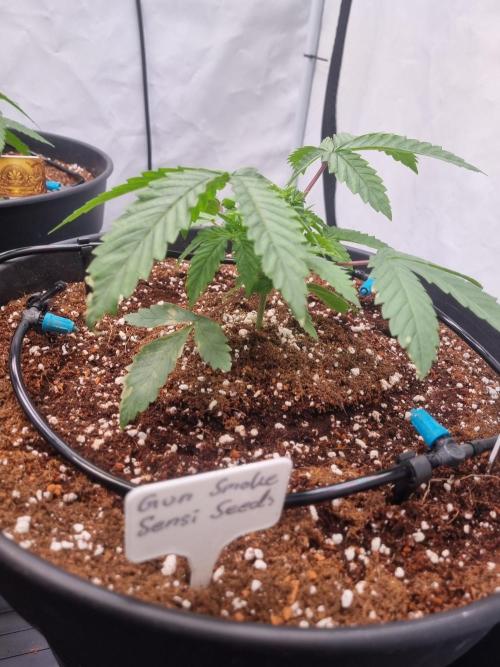 CCG SS Projects. Week 3