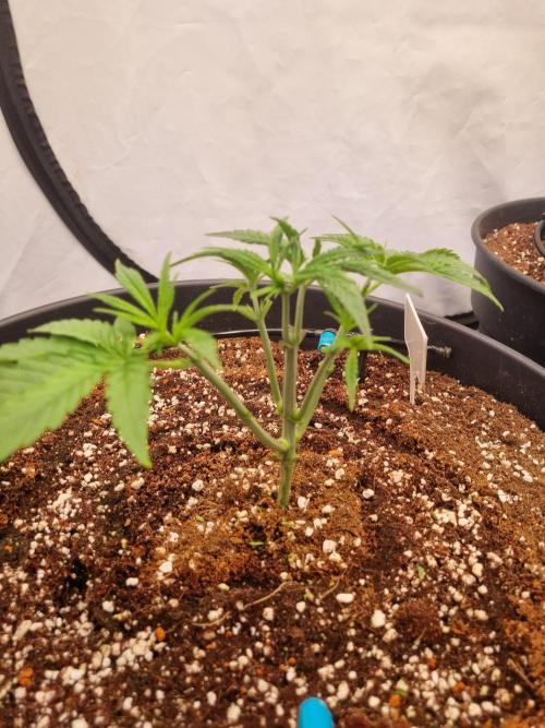 CCG SS Project. Week 3