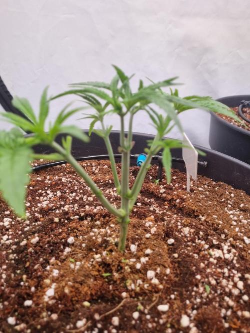 CCG SS Project. Week 3