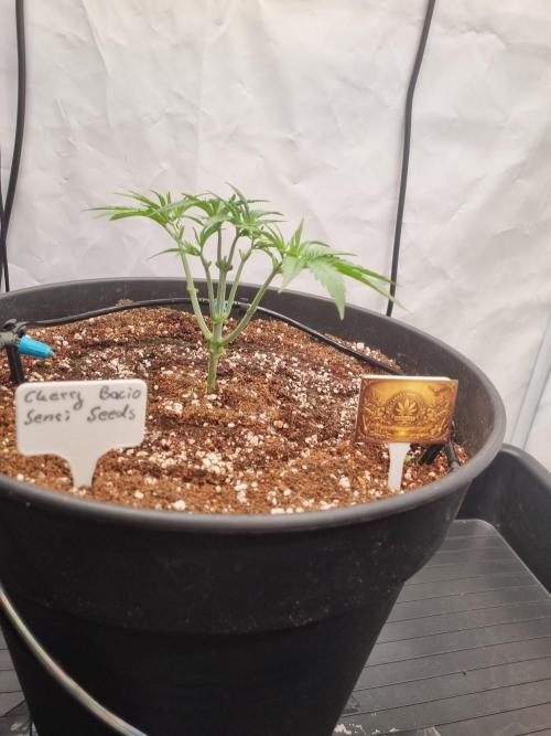 CCG SS Project. Week 3