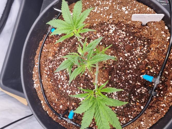 CCG SS Project. Week 3