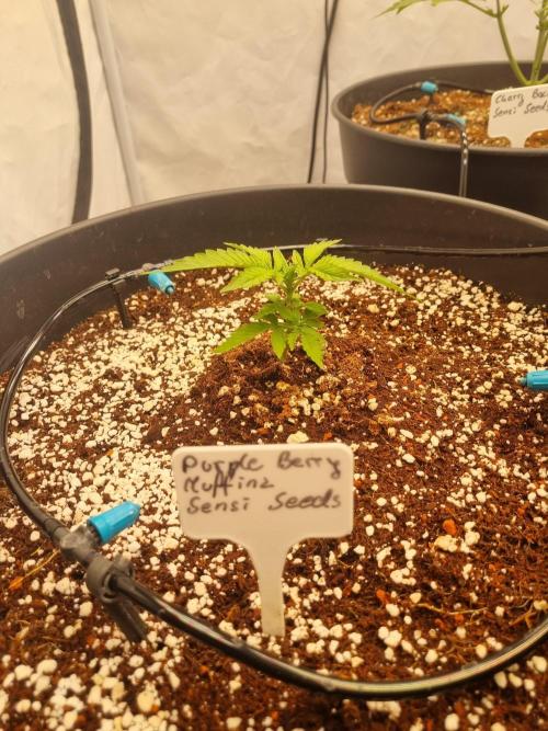 CCG SS Projects. Week 2