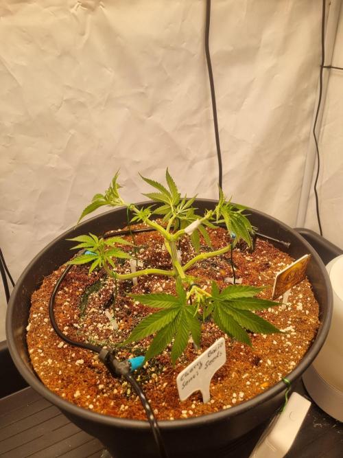 CCG SS Project. Week 5