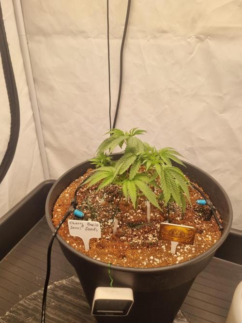 CCG SS Project. Week 5