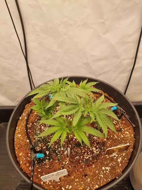CCG SS Project. Week 5