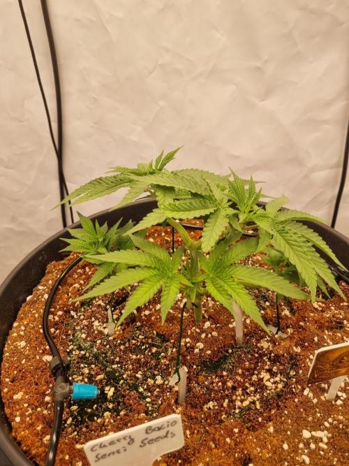 CCG SS Project. Week 5