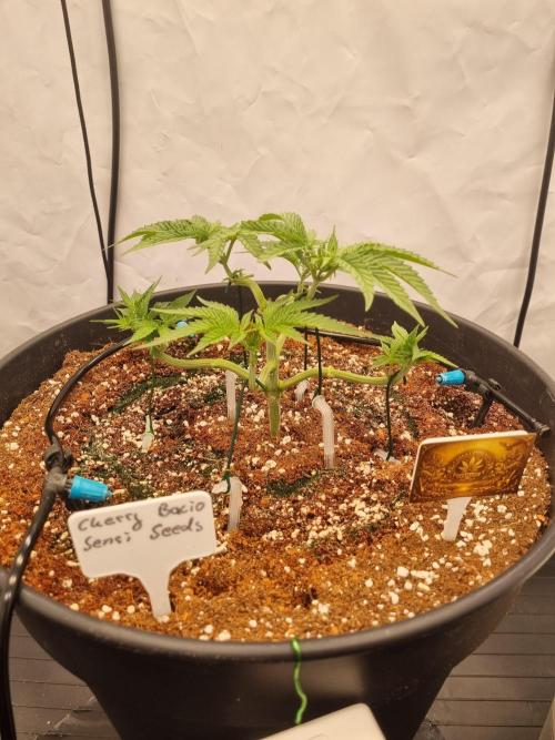 CCG SS Project. Week 5