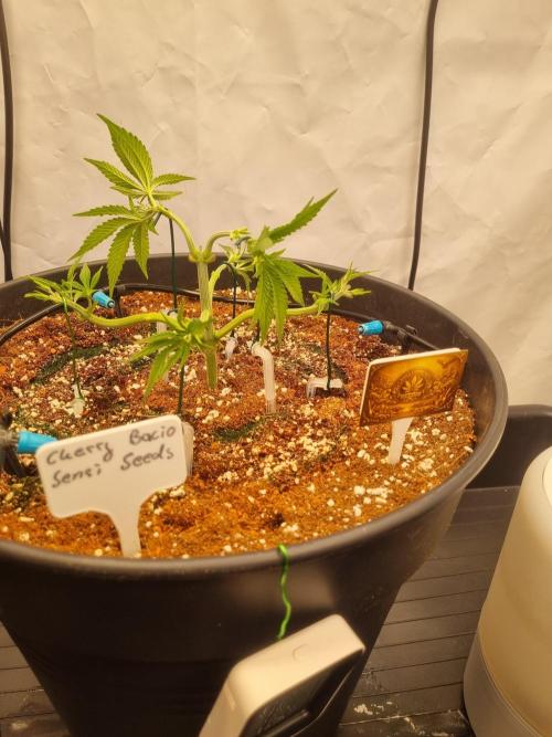 CCG SS Project. Week 5