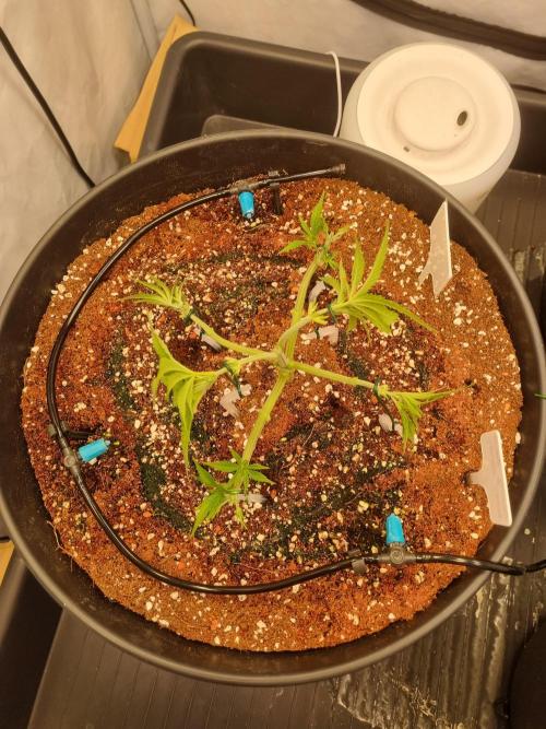 CCG SS Project. Week 5