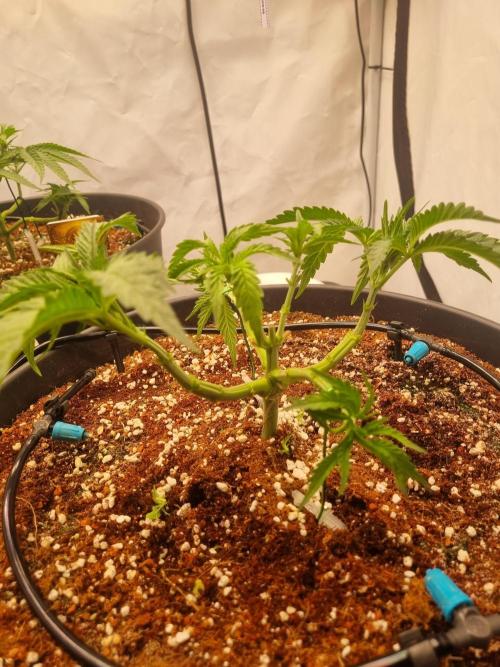 CCG SS Projects. Week 5