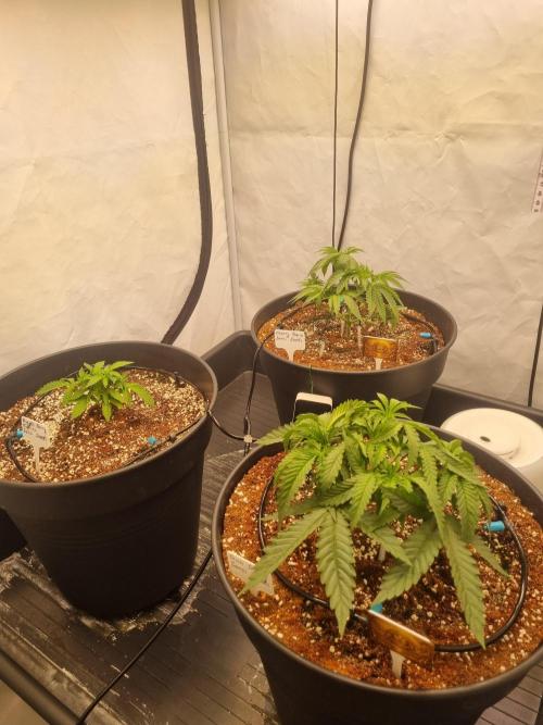 CCG SS Projects. Week 5