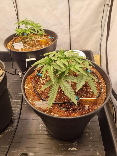CCG SS Projects. Week 5