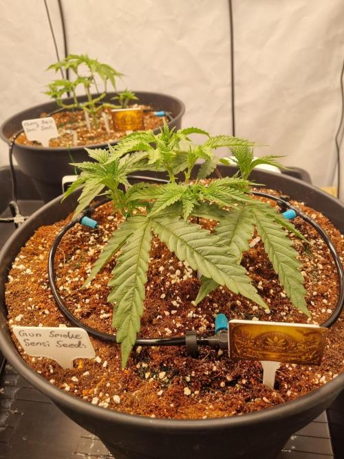 CCG SS Projects. Week 5