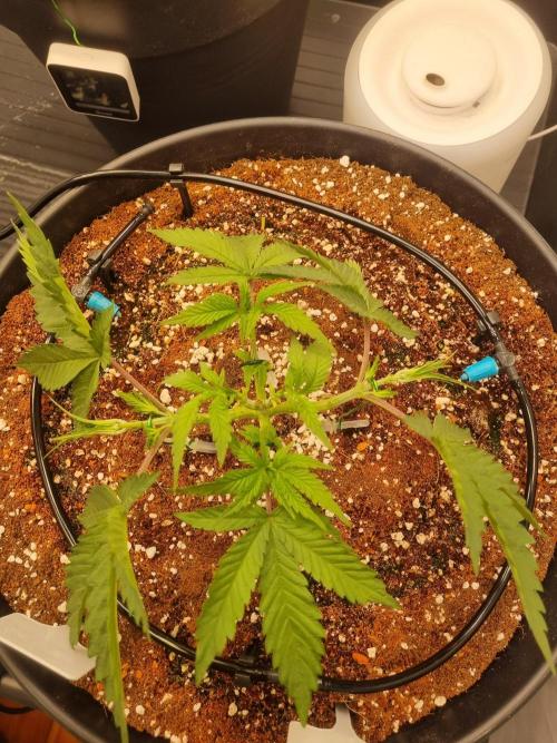 CCG SS Projects. Week 5