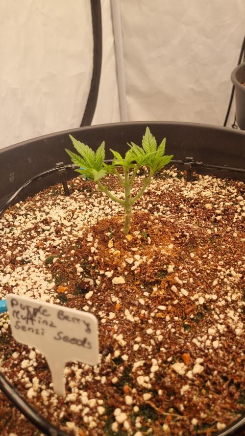 CCG SS Projects. Week 4