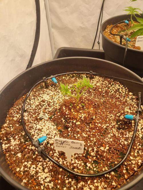 CCG SS Projects. Week 4