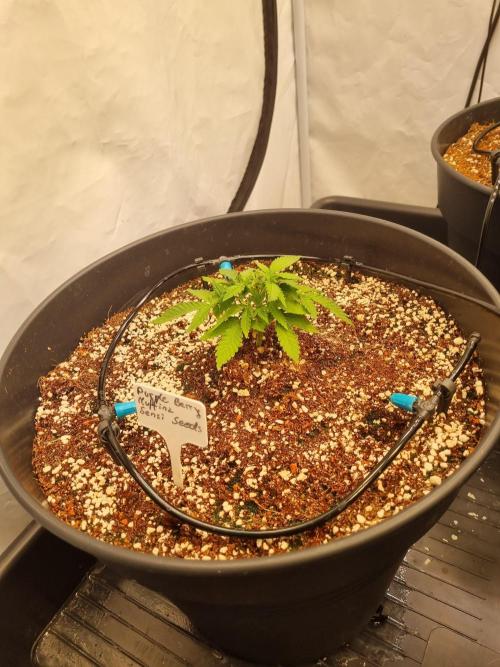 CCG SS Projects. Week 4