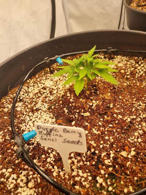 CCG SS Projects. Week 4