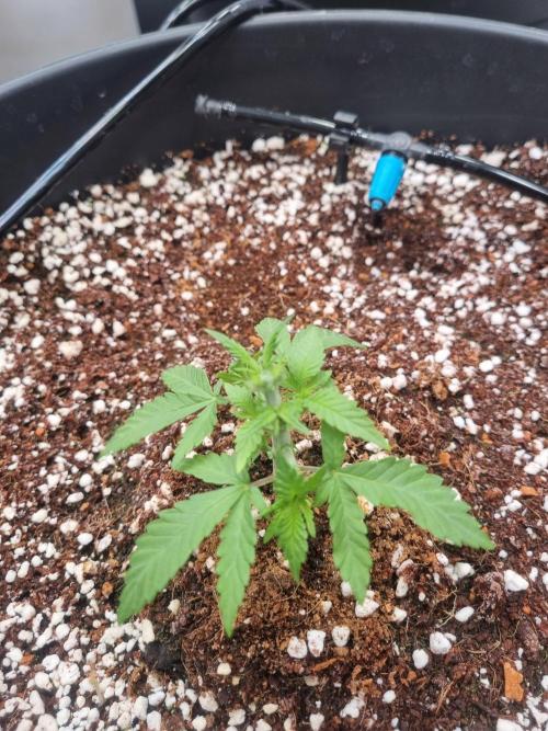 CCG SS Projects. Week 4