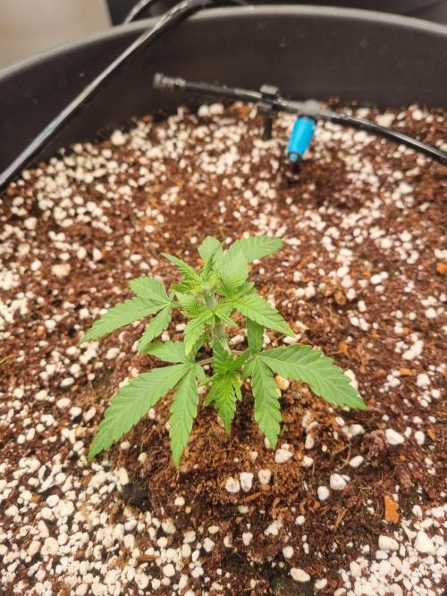 CCG SS Projects. Week 4