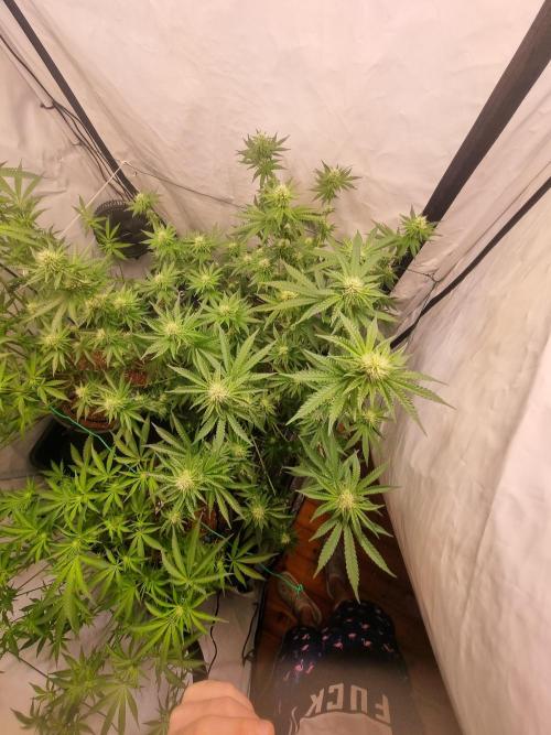 Trio LCG / PM / MimosaEvo. Week 4