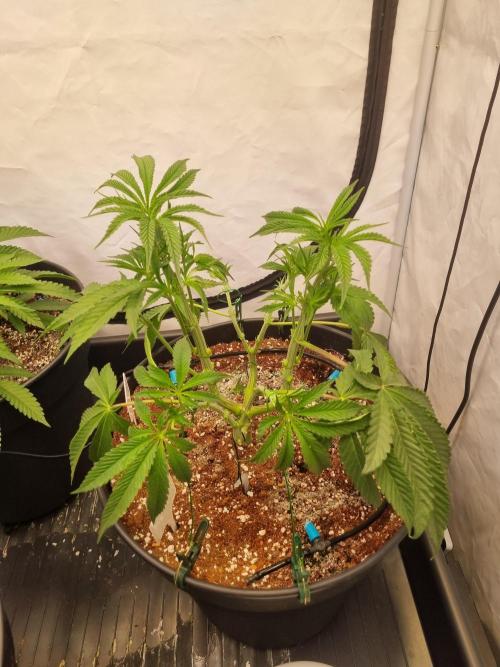 CCG SS Project. Week 6