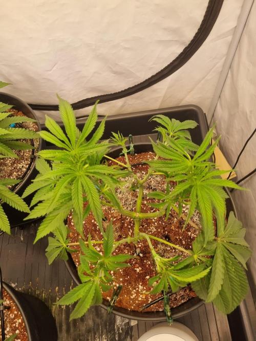 CCG SS Project. Week 6