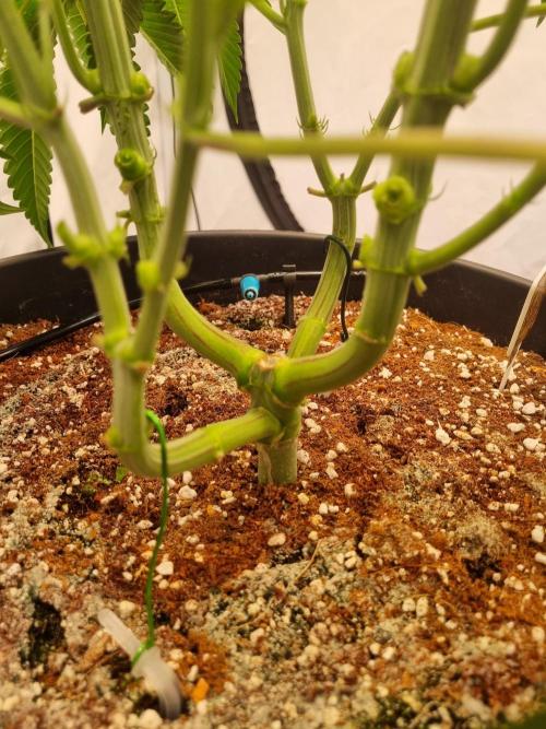 CCG SS Project. Week 6