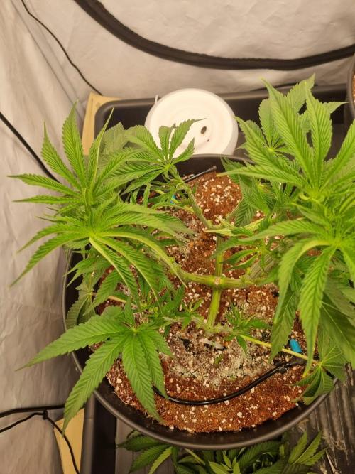 CCG SS Project. Week 6
