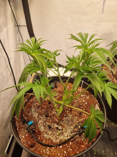 CCG SS Project. Week 6
