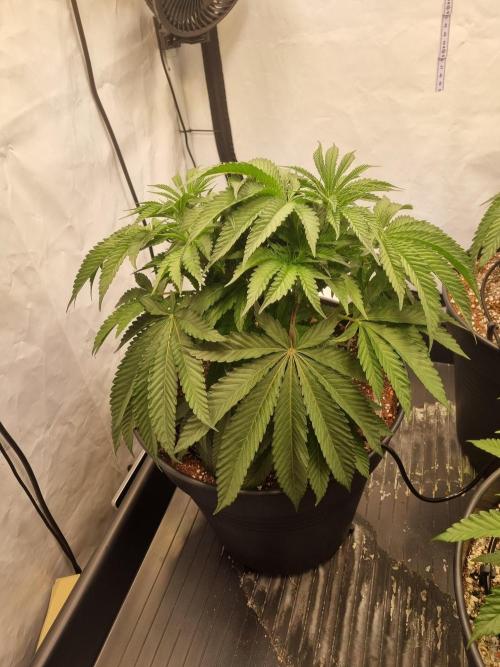 CCG SS Project. Week 6