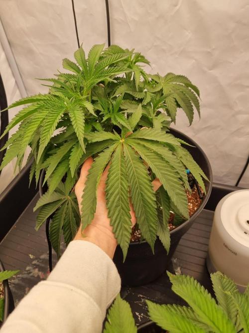 CCG SS Project. Week 6