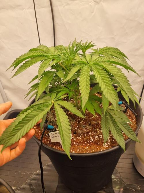 CCG SS Project. Week 6