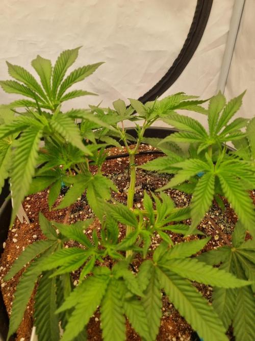 CCG SS Project. Week 6