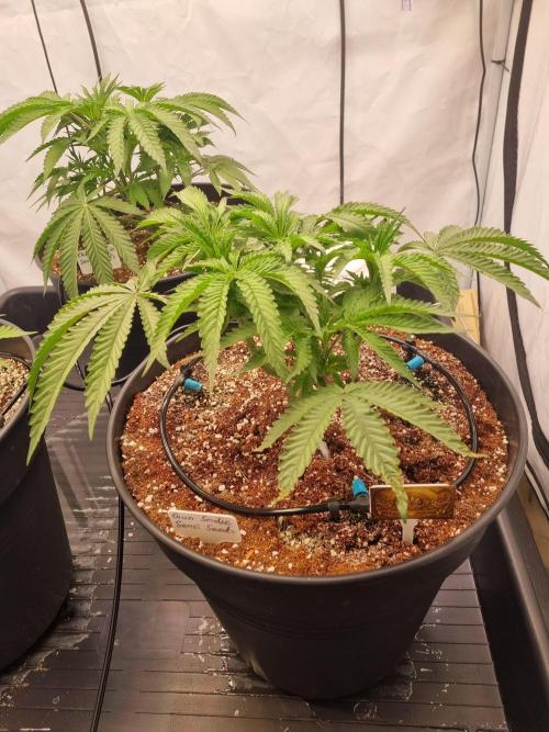 CCG SS Projects. Week 6