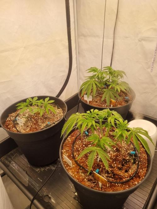 CCG SS Projects. Week 6