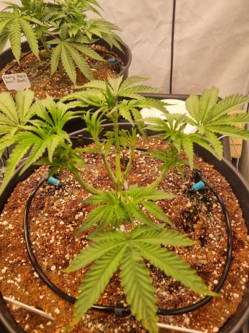 CCG SS Projects. Week 6