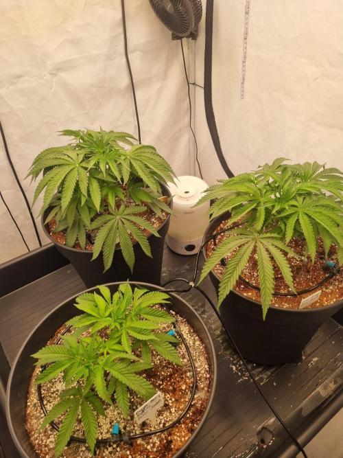 CCG SS Projects. Week 5