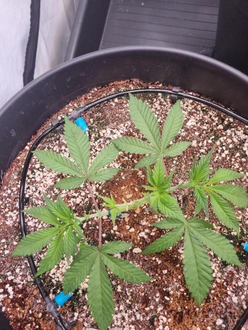 CCG SS Projects. Week 5