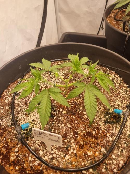 CCG SS Projects. Week 5