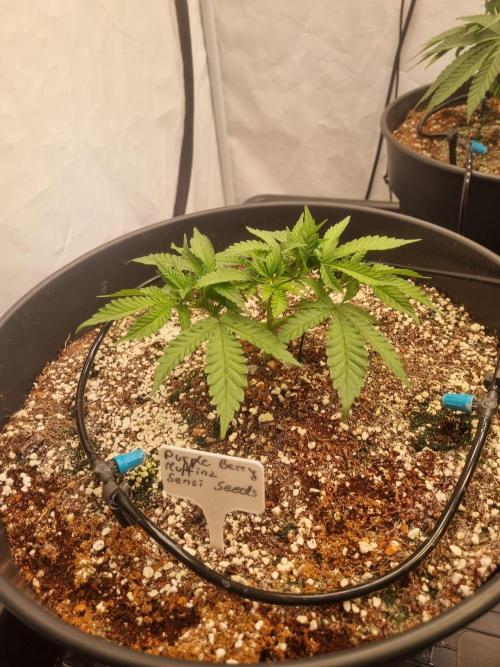 CCG SS Projects. Week 5